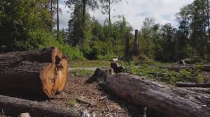 How Our Tree Care Process Works  in  Westminster, TX