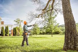Professional Tree Removal in Westminster, TX